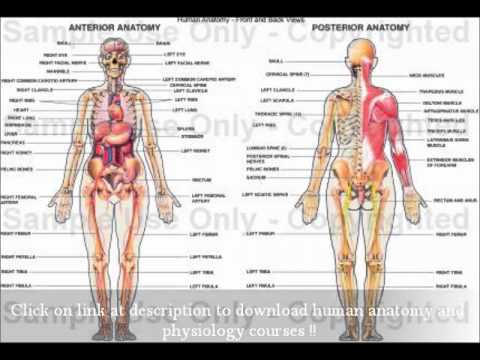 learn anatomy and physiology free