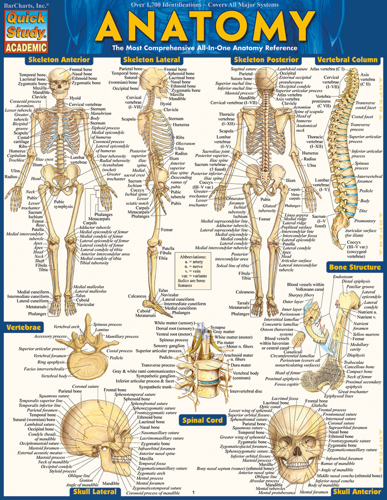 learn anatomy and physiology free